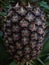 TheÂ pineapple (Ananas comosus) fruit close-up view